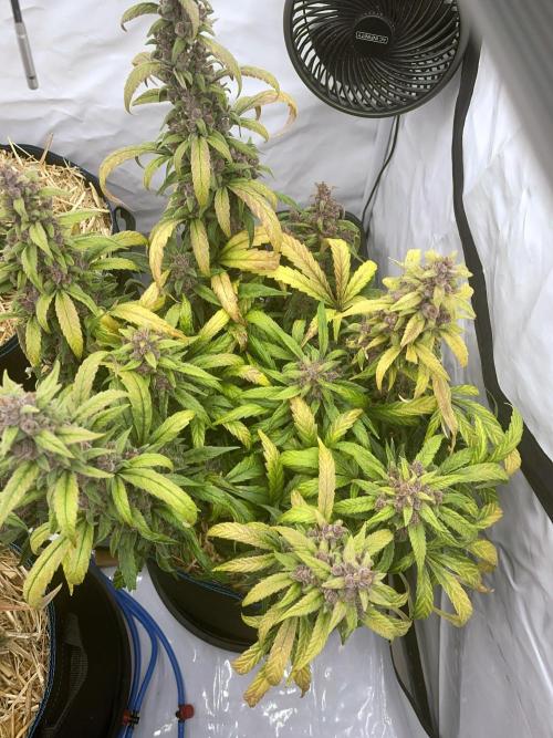 Midnight Mass. Week 10 - D70.