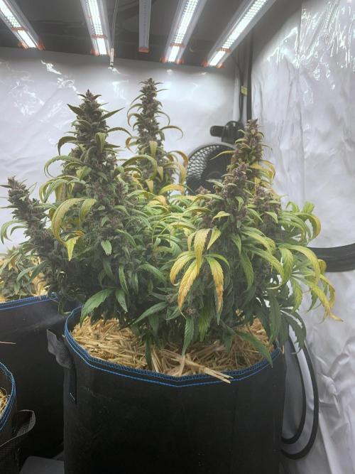 Midnight Mass. Week 10 - D70.