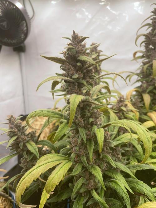 Midnight Mass. Week 10 - D70.