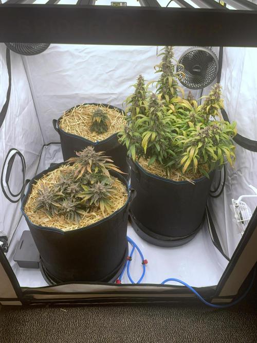 Strawberry Milk and Qookies Remix #2. Week 10 - D70. Front left