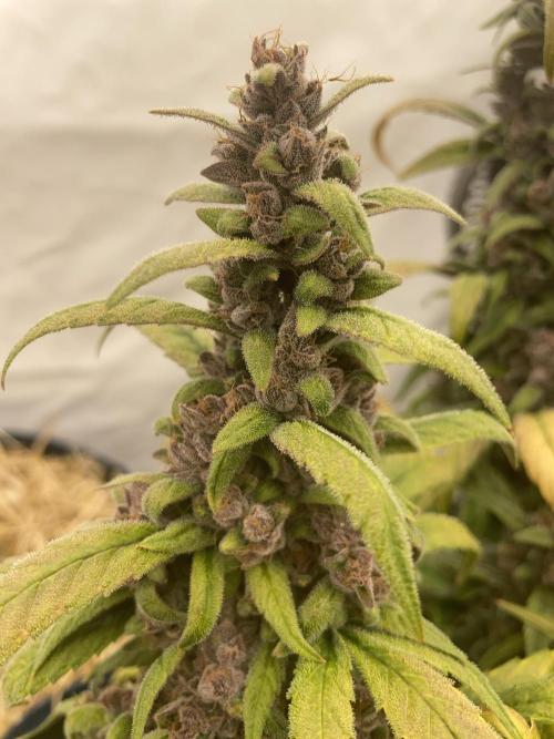 Midnight Mass. Week 10 - D70.