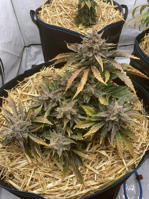 Strawberry Milk and Qookies Remix #2. Week 10 - D70.