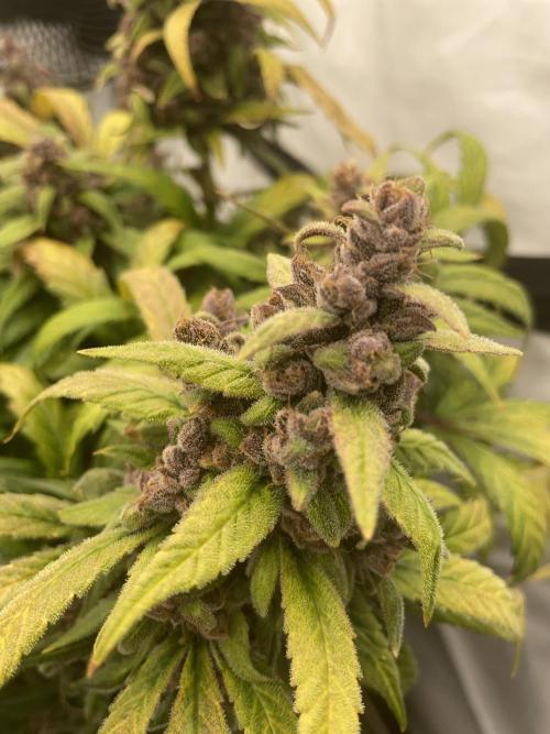 Midnight Mass. Week 10 - D70.