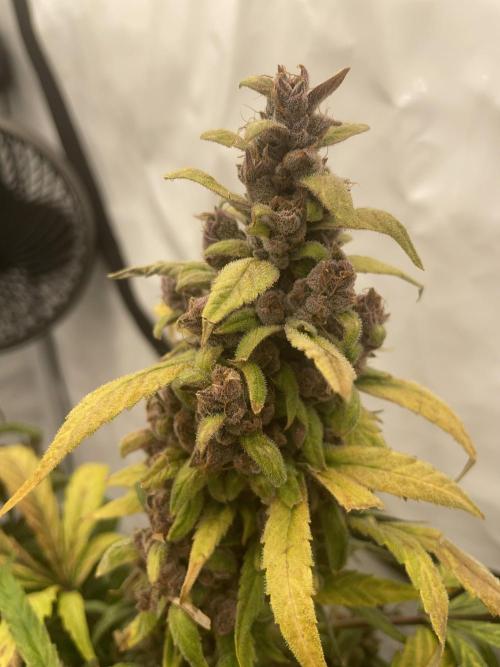 Midnight Mass. Week 10 - D70.