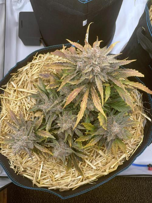 Strawberry Milk and Qookies Remix #2. Week 10 - D70.