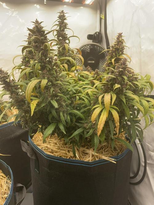 Midnight Mass. Week 10 - D70.