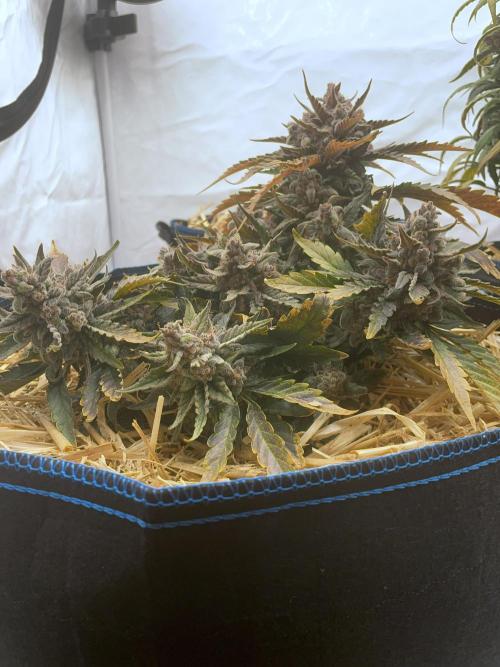 Strawberry Milk and Qookies Remix #2. Week 10 - D70.