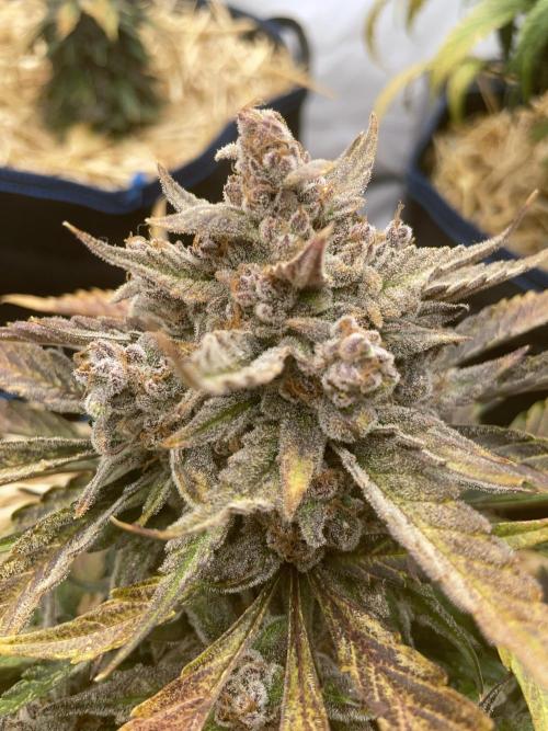 Strawberry Milk and Qookies Remix #2. Week 10 - D70.