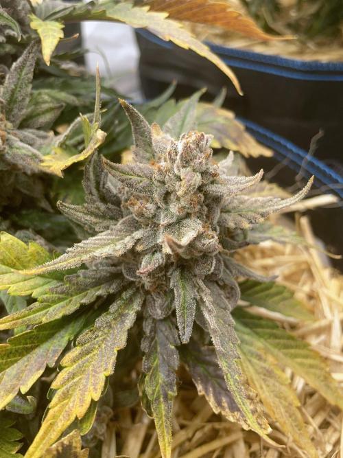 Strawberry Milk and Qookies Remix #2. Week 10 - D70.