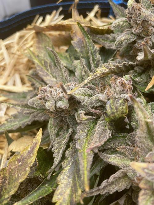 Strawberry Milk and Qookies Remix #2. Week 10 - D70.