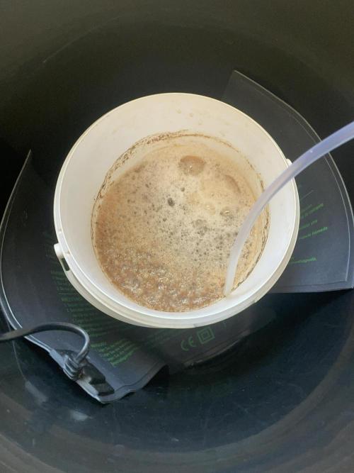 Double Grape. Week 11 - D72. Compost Tea