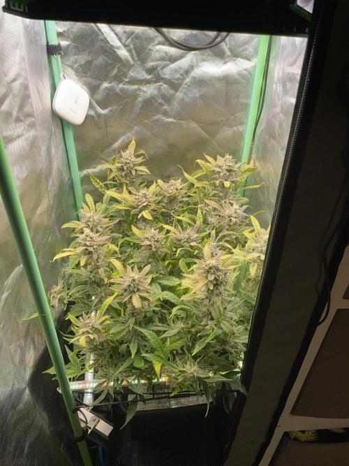 Double Grape. Week 11 - D77.