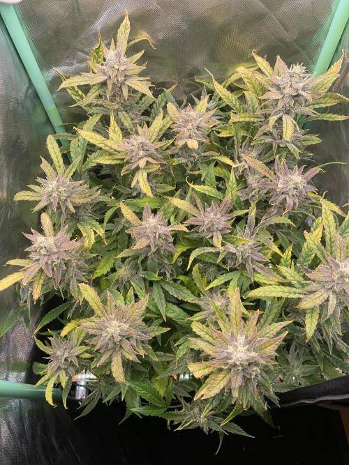 Double Grape. Week 11 - D77.