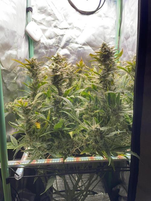 Double Grape. Week 11 - D77.