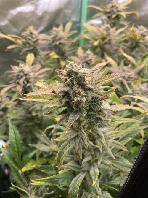 Double Grape. Week 11 - D77.