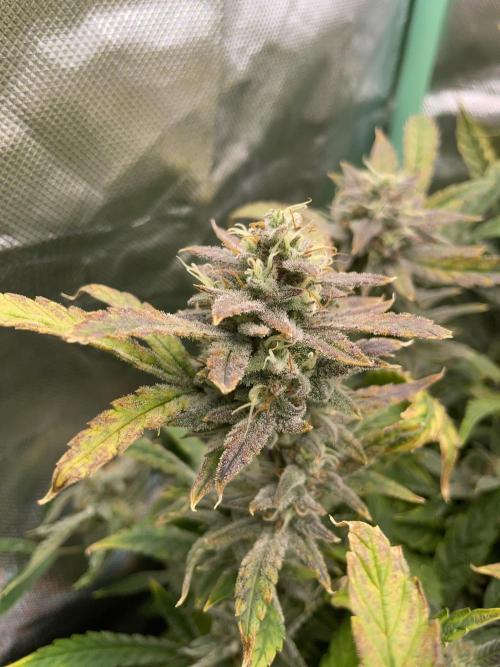 Double Grape. Week 11 - D77.