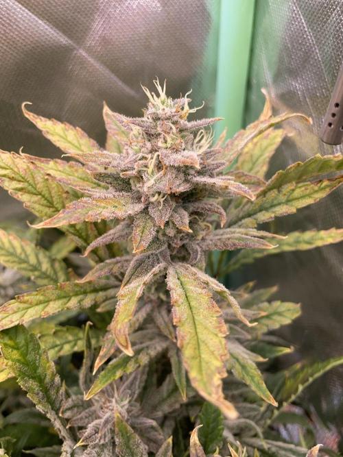 Double Grape. Week 11 - D77.