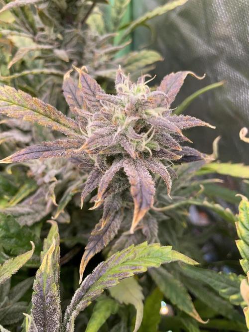 Double Grape. Week 11 - D77.