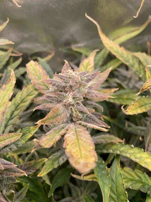 Double Grape. Week 11 - D77.