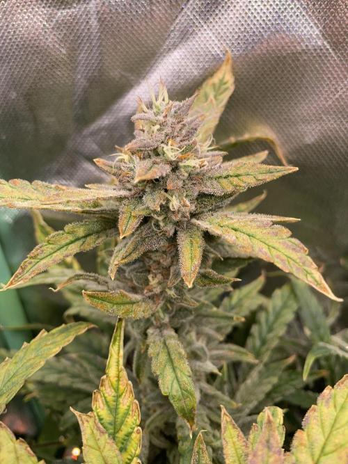 Double Grape. Week 11 - D77.