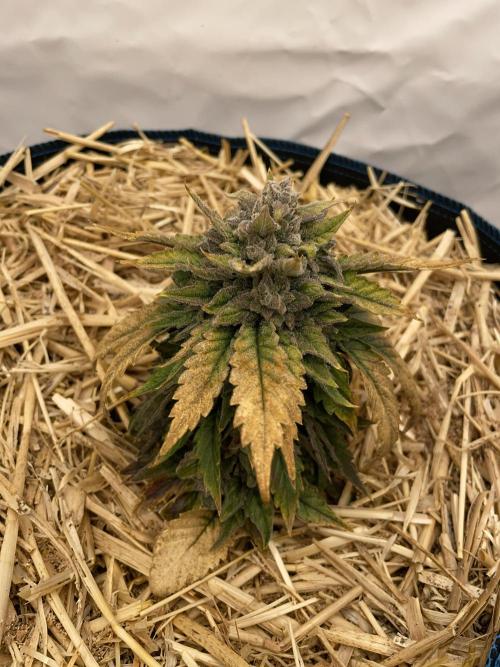 Blue Power Auto F4. Week 11 - D77.