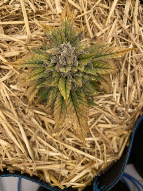 Blue Power Auto F4. Week 11 - D77.