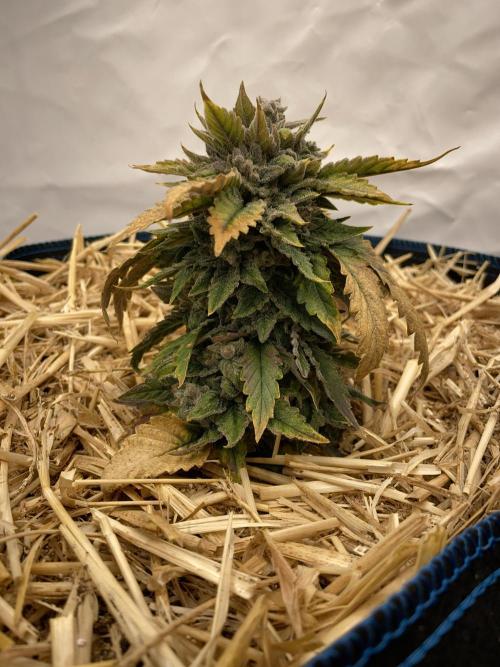 Blue Power Auto F4. Week 11 - D77.