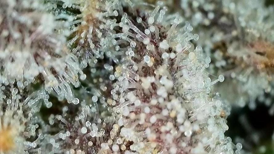 Blue Power Auto F4. Week 11 - D77.