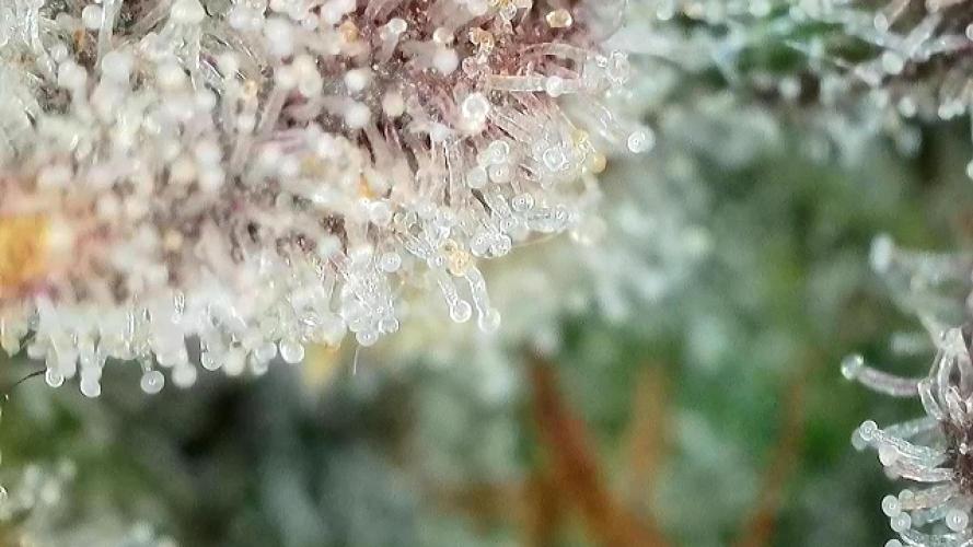 Blue Power Auto F4. Week 11 - D77.