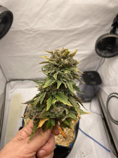 Blue Power Auto F4. Week 11 - D77.