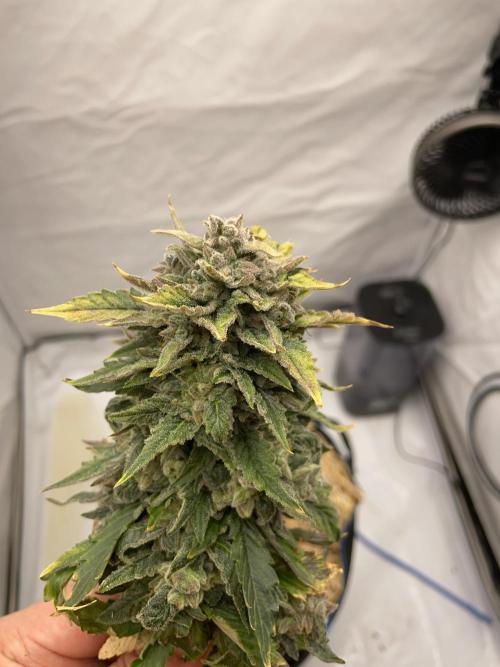 Blue Power Auto F4. Week 11 - D77.