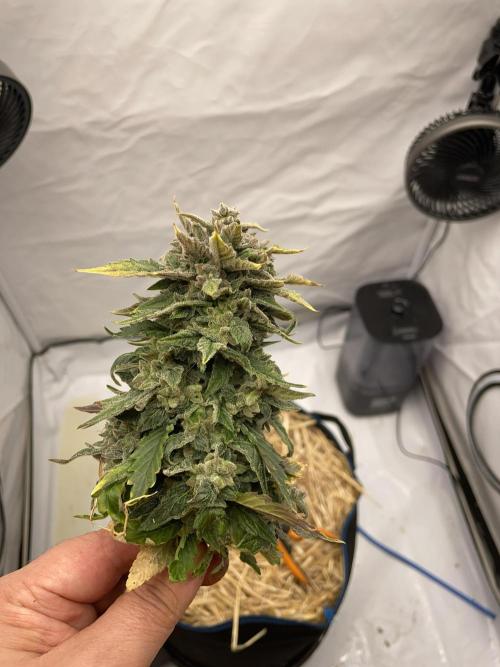 Blue Power Auto F4. Week 11 - D77.