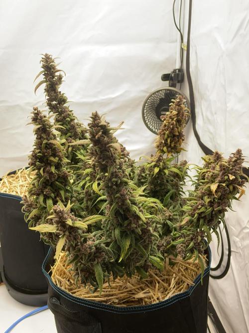 Midnight Mass. Week 11 - D77.