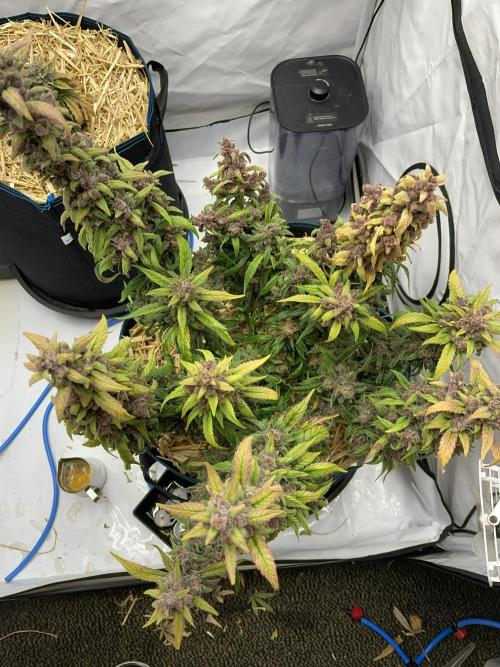 Midnight Mass. Week 11 - D77.