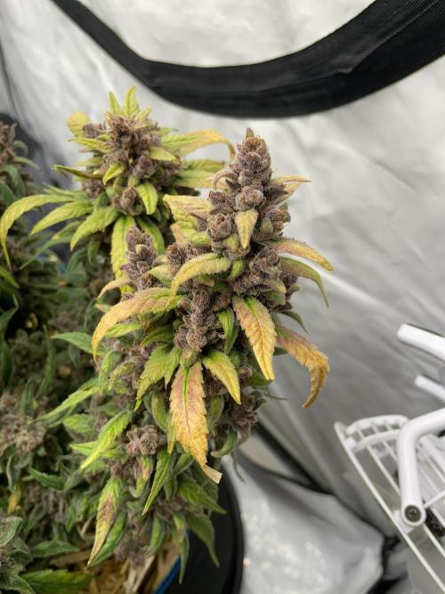 Midnight Mass. Week 11 - D77.