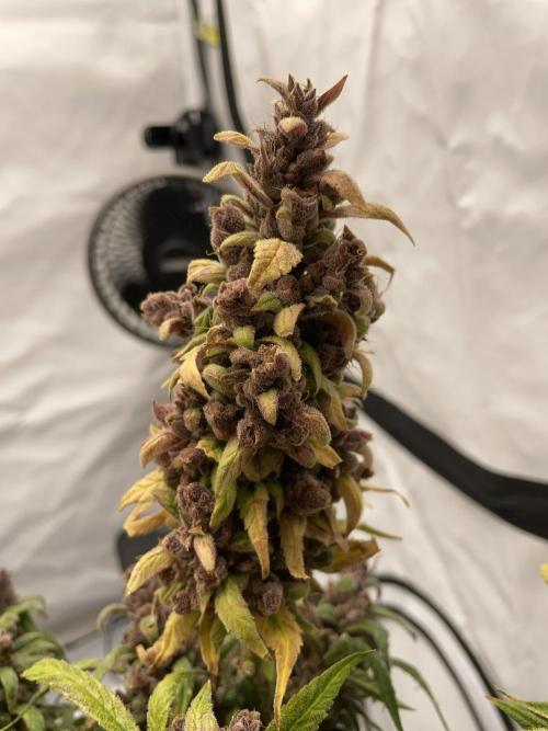 Midnight Mass. Week 11 - D77.