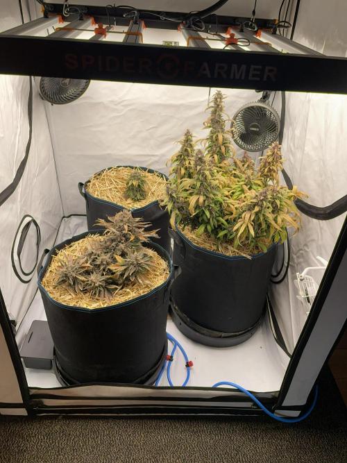 Strawberry Milk and Qookies Remix #2. Week 11 - D77. Front left