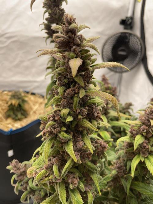 Midnight Mass. Week 11 - D77.