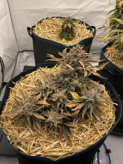 Strawberry Milk and Qookies Remix #2. Week 11 - D77.