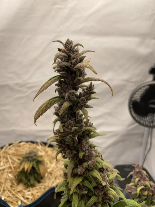 Midnight Mass. Week 11 - D77.