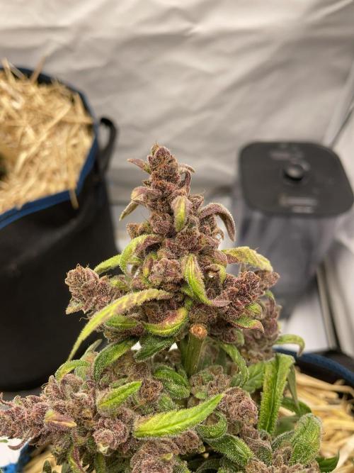 Midnight Mass. Week 11 - D77.