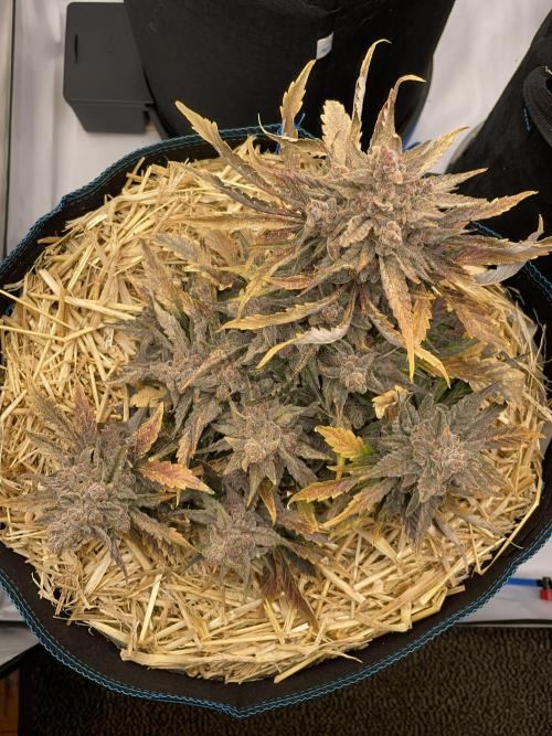 Strawberry Milk and Qookies Remix #2. Week 11 - D77.