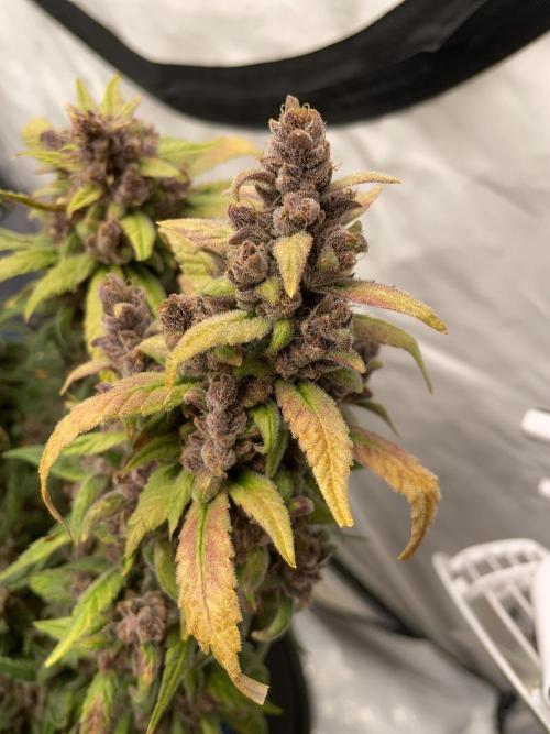 Midnight Mass. Week 11 - D77.