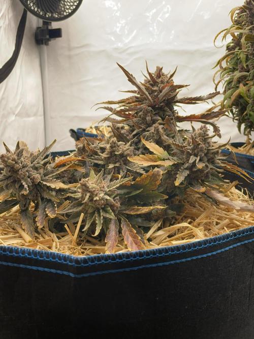 Strawberry Milk and Qookies Remix #2. Week 11 - D77.