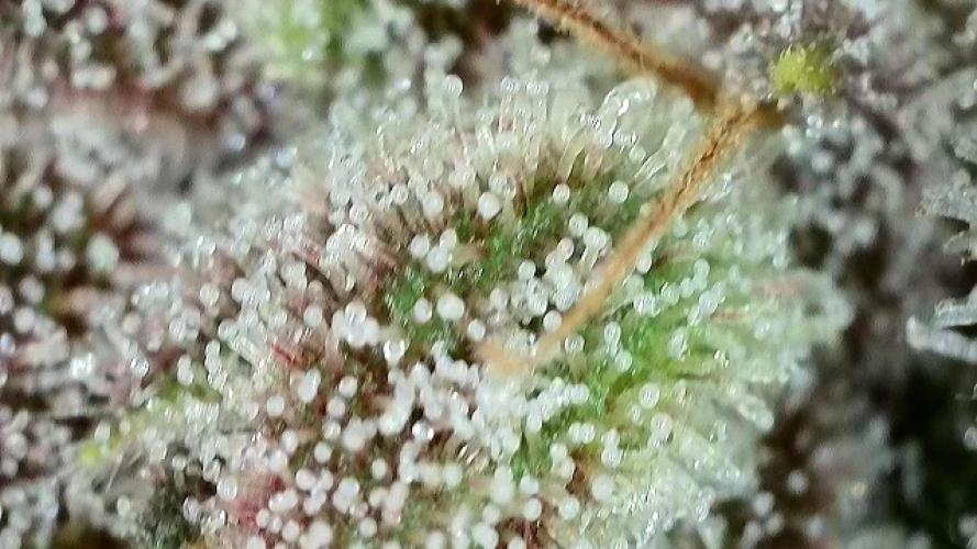 Midnight Mass. Week 11 - D77.