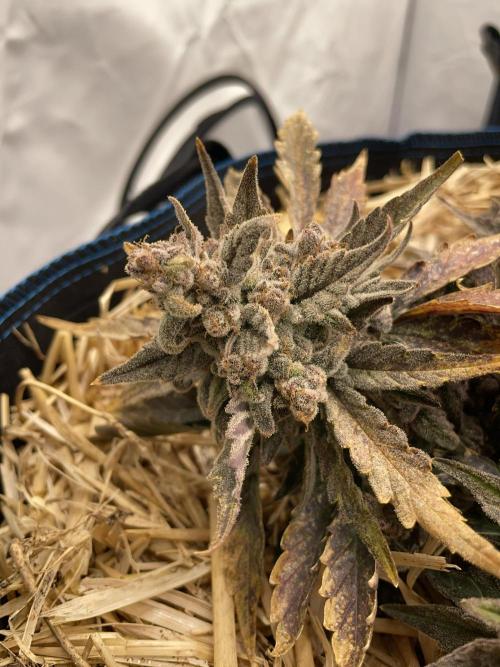 Strawberry Milk and Qookies Remix #2. Week 11 - D77.