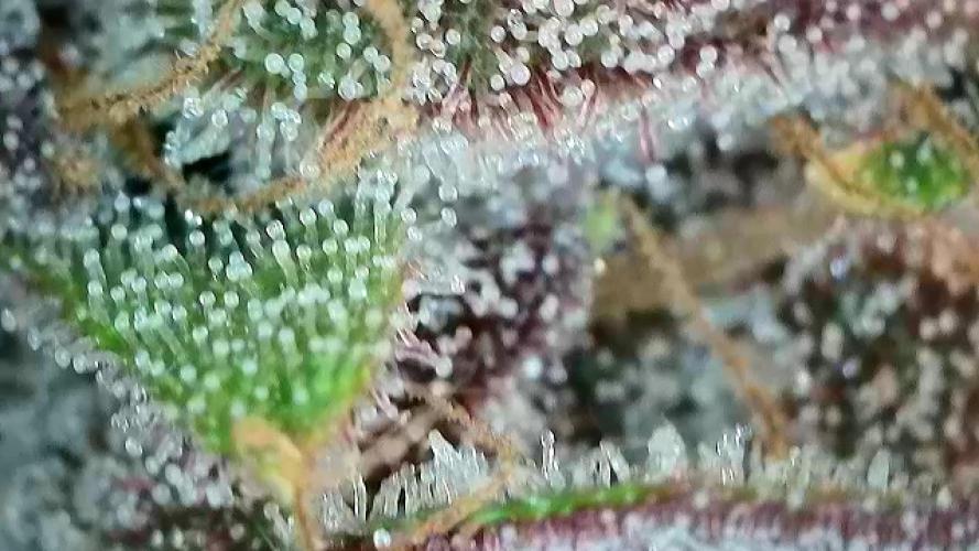 Midnight Mass. Week 11 - D77.