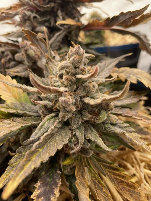 Strawberry Milk and Qookies Remix #2. Week 11 - D77.