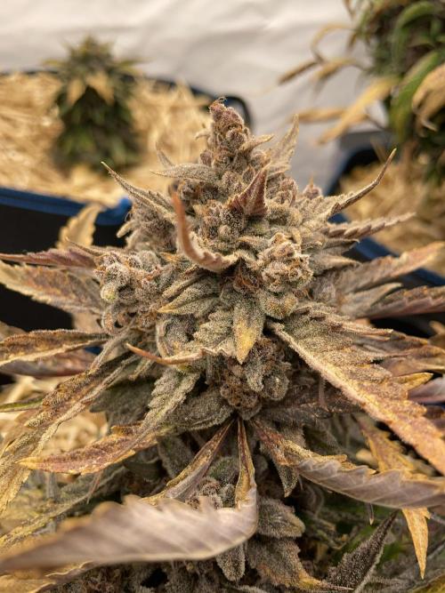 Strawberry Milk and Qookies Remix #2. Week 11 - D77.