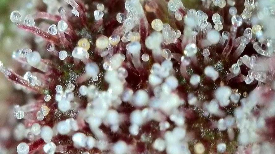 Midnight Mass. Week 11 - D77.